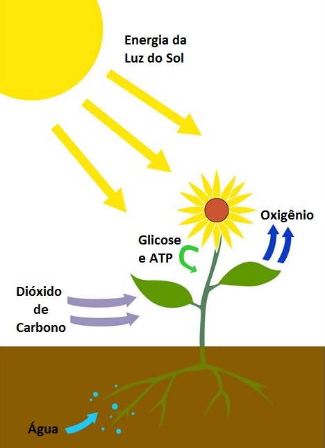 O que significa fotossíntese?