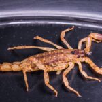 O que significa o símbolo do escorpião?
