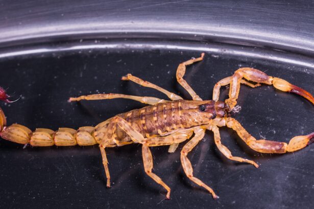 O que significa o símbolo do escorpião?