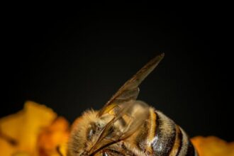 O que significa o símbolo da abelha?