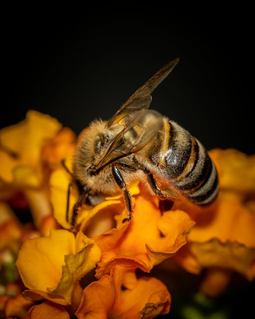 O que significa o símbolo da abelha?