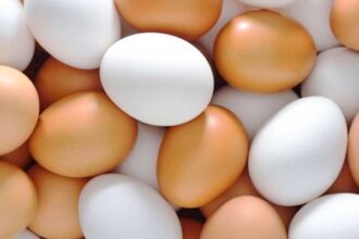 O que significa Não se faz omelete sem quebrar os ovos?