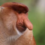 O que significa Cada macaco no seu galho?