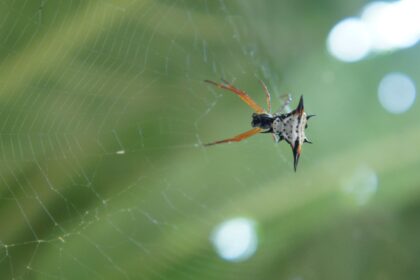 O que significa invertebrados?