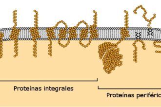 O que significa proteínas?