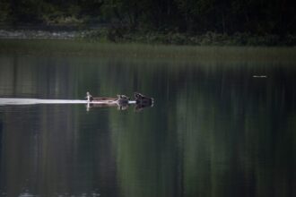 O que significa northern?