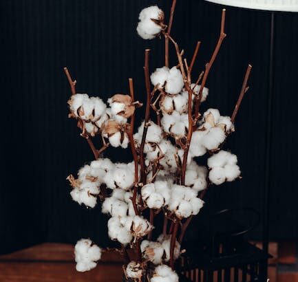 O que significa cotton?