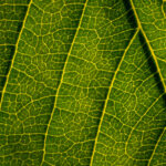 O que significa leaf?