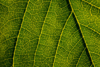 O que significa leaf?