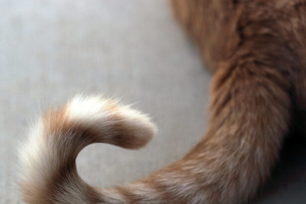 O que significa tail?
