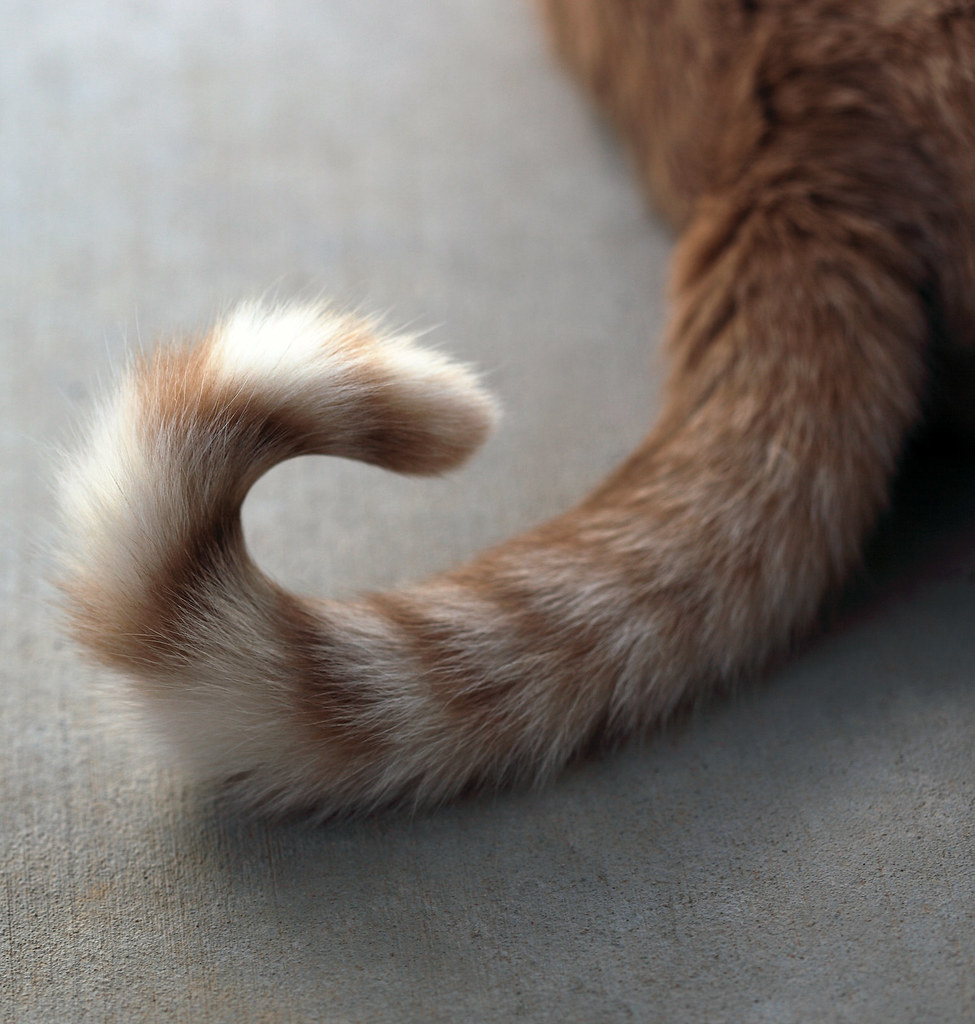 O que significa tail?
