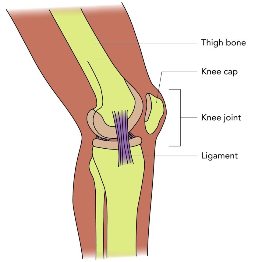O que significa knee?