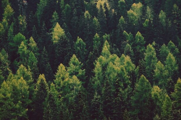 O que significa pine?