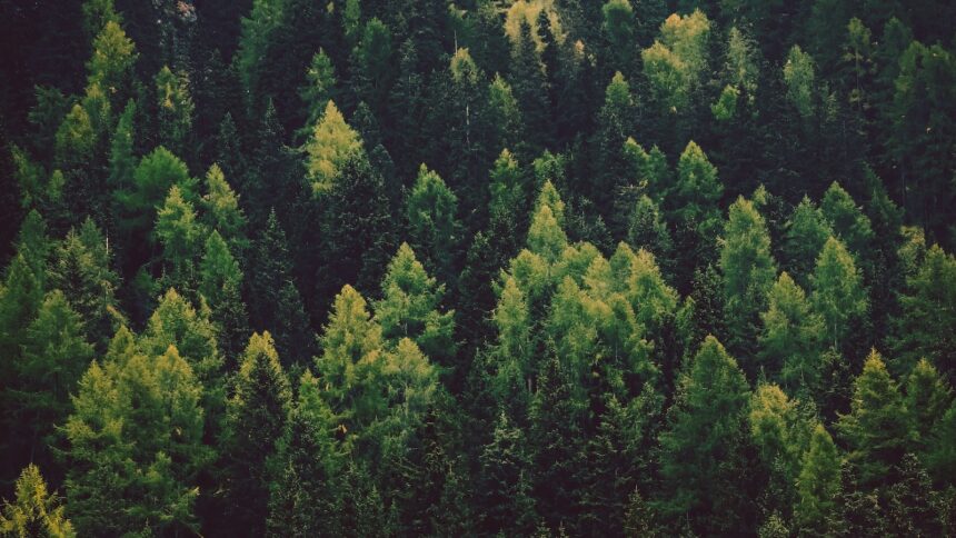 O que significa pine?
